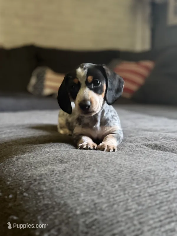 Milo – Miniature Dachshund puppy for sale in Wooster, OH