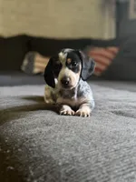 Milo, a male Miniature Dachshund for sale in Wooster, OH – 1 of 10