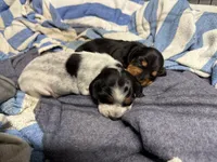 Milo, a male Miniature Dachshund for sale in Wooster, OH – 10 of 10