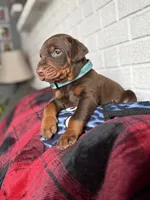 Bluey, a male Doberman Pinscher for sale in Wooster, OH – Photo 4 of 5