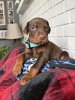 Bluey, a male Doberman Pinscher for sale in Wooster, OH – Photo 5 of 5