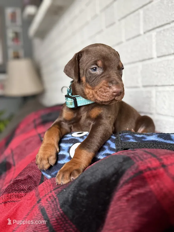Bluey, a male Doberman Pinscher for sale in Wooster, OH – Photo 1 of 5