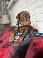 Bluey, a male Doberman Pinscher for sale in Wooster, OH – Photo 1 of 5