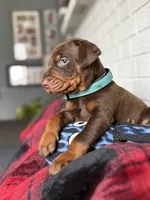 Bluey, a male Doberman Pinscher for sale in Wooster, OH – Photo 3 of 5