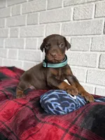 Bluey, a male Doberman Pinscher for sale in Wooster, OH – Photo 2 of 5