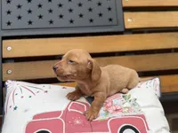 Dune, a male Miniature Dachshund for sale in Wooster, OH – 3 of 3
