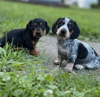 Milo, a male Miniature Dachshund for sale in Wooster, OH – 6 of 10