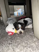 Milo, a male Miniature Dachshund for sale in Wooster, OH – 9 of 10