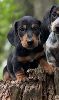 Ottis, a male Miniature Dachshund for sale in Wooster, OH – 2 of 8