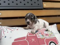 Stella, a female Miniature Dachshund for sale in Wooster, OH – 2 of 3