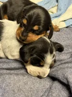 Ottis, a male Miniature Dachshund for sale in Wooster, OH – 4 of 8