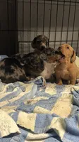 Luna, a female Miniature Dachshund for sale in Wooster, OH – 2 of 3