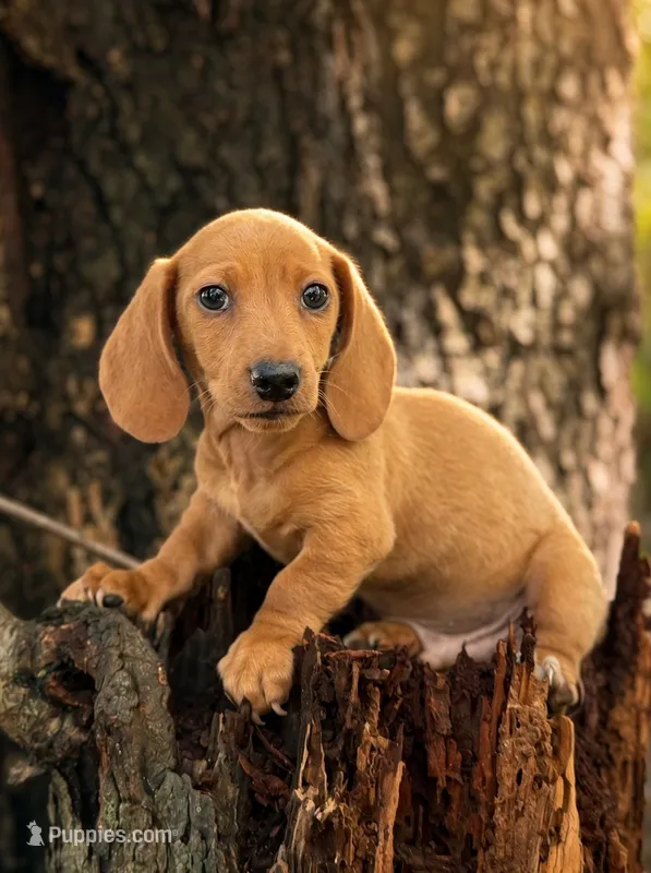 Dune – Miniature Dachshund puppy for sale in Wooster, OH