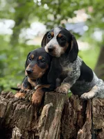 Milo, a male Miniature Dachshund for sale in Wooster, OH – 5 of 10