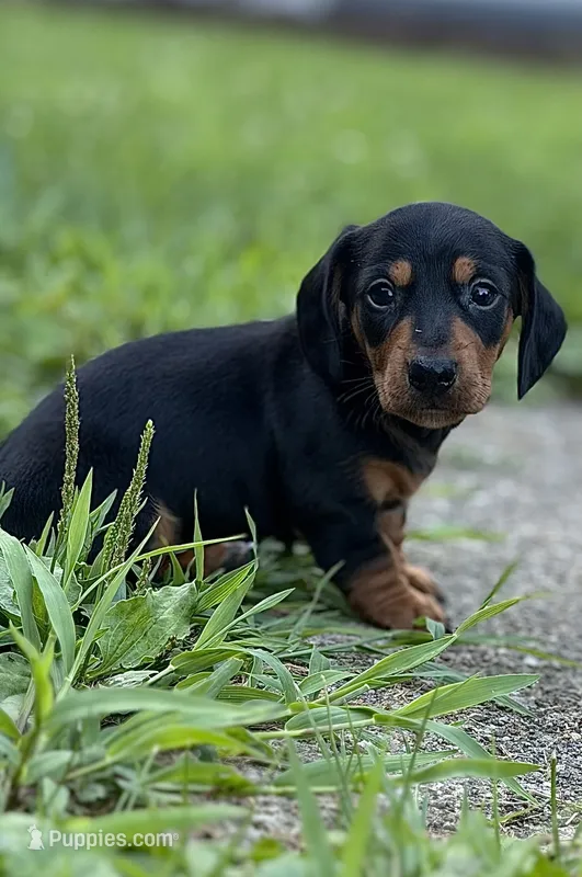Ottis – Miniature Dachshund puppy for sale in Wooster, OH