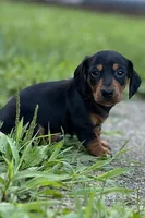 Ottis, a male Miniature Dachshund for sale in Wooster, OH – 1 of 8