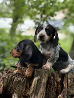 Milo, a male Miniature Dachshund for sale in Wooster, OH – 3 of 10