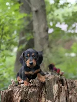 Ottis, a male Miniature Dachshund for sale in Wooster, OH – 3 of 8