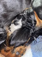Ottis, a male Miniature Dachshund for sale in Wooster, OH – 5 of 8