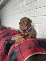 Harley, a female Doberman Pinscher for sale in Wooster, OH – Photo 5 of 5