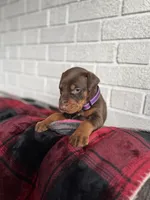 Harley, a female Doberman Pinscher for sale in Wooster, OH – Photo 4 of 5