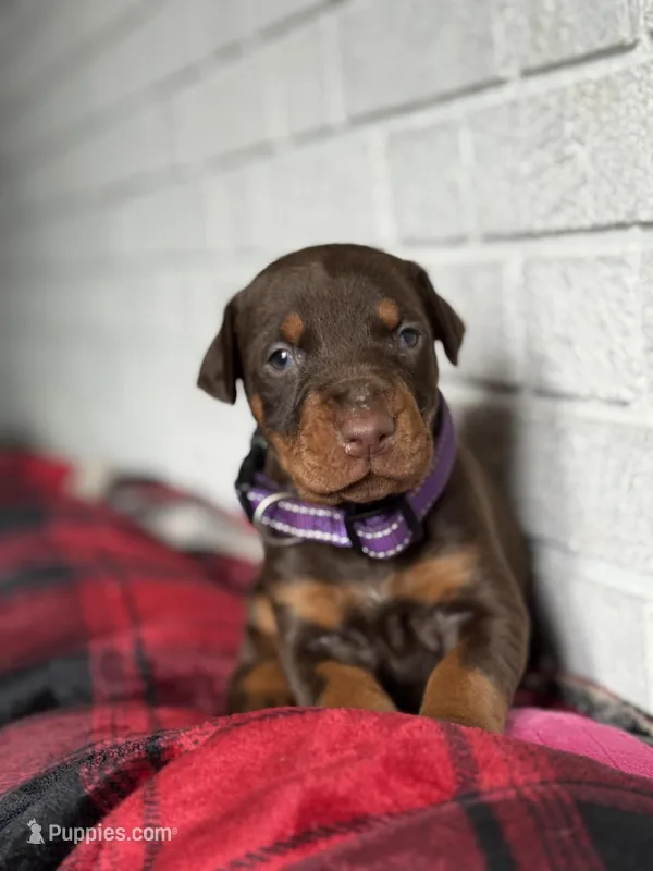 Harley, a female Doberman Pinscher for sale in Wooster, OH – Photo 1 of 5