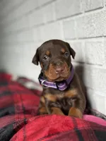 Harley, a female Doberman Pinscher for sale in Wooster, OH – Photo 1 of 5