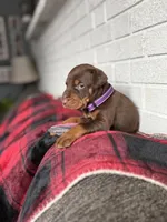 Harley, a female Doberman Pinscher for sale in Wooster, OH – Photo 2 of 5