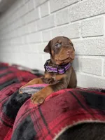 Harley, a female Doberman Pinscher for sale in Wooster, OH – Photo 3 of 5