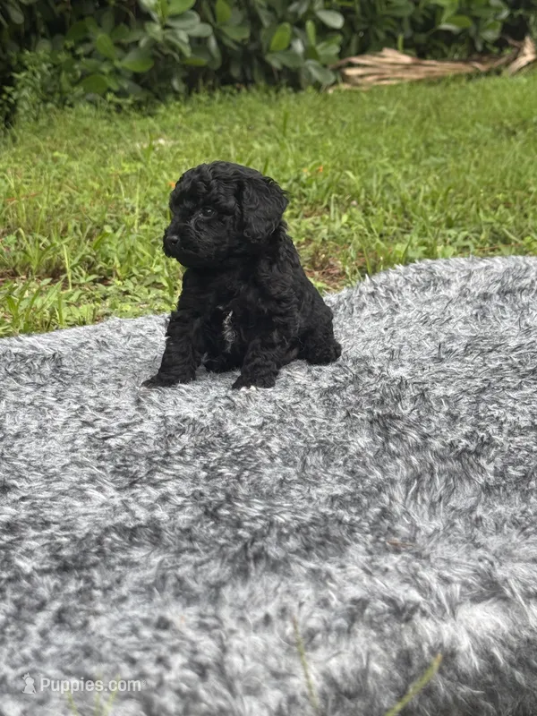 Lucy – Poodle - Toy  puppy for sale in Cape Coral, FL