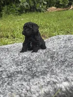 Lucy, a female Poodle - Toy  for sale in Cape Coral, FL – 1 of 6