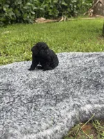 Lucy, a female Poodle - Toy  for sale in Cape Coral, FL – 4 of 6