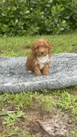 Teddy, a male Poodle - Toy  for sale in Cape Coral, FL – 3 of 10