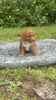 Teddy, a male Poodle - Toy  for sale in Cape Coral, FL – 2 of 10