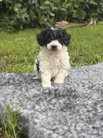 Mickey, a male Poodle - Toy  for sale in Cape Coral, FL – 4 of 6