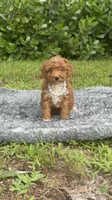 Teddy, a male Poodle - Toy  for sale in Cape Coral, FL – 10 of 10