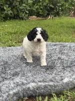 Pluto, a male Poodle - Toy  for sale in Cape Coral, FL – 5 of 5