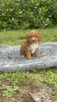 Teddy, a male Poodle - Toy  for sale in Cape Coral, FL – 5 of 10