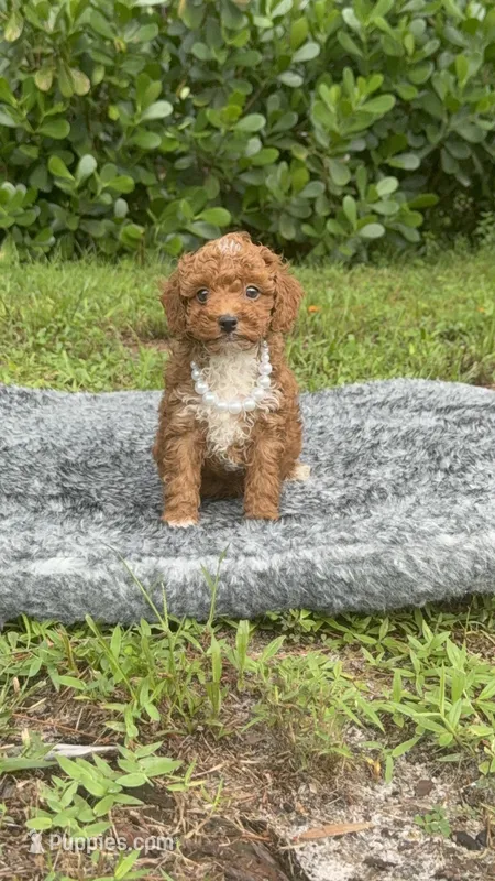 Teddy – Poodle - Toy  puppy for sale in Cape Coral, FL