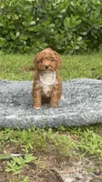 Teddy, a male Poodle - Toy  for sale in Cape Coral, FL – 1 of 10