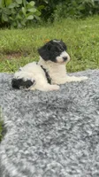 Mickey, a male Poodle - Toy  for sale in Cape Coral, FL – 2 of 6