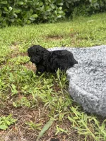 Timmy, a male Poodle - Toy  for sale in Cape Coral, FL – 6 of 6