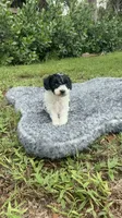 Mickey, a male Poodle - Toy  for sale in Cape Coral, FL – 3 of 6
