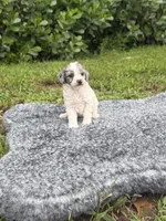 Samy, a male Poodle - Toy  for sale in Cape Coral, FL – 3 of 4