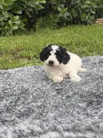 Pluto, a male Poodle - Toy  for sale in Cape Coral, FL – 2 of 5