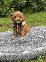 Tobby , a male Poodle - Toy  for sale in Cape Coral, FL – 5 of 5