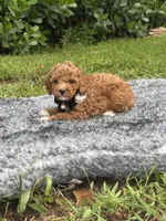 Tobby , a male Poodle - Toy  for sale in Cape Coral, FL – 4 of 5