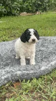 Pluto, a male Poodle - Toy  for sale in Cape Coral, FL – 1 of 5
