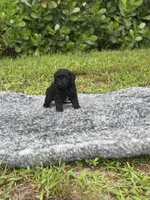 Lucy, a female Poodle - Toy  for sale in Cape Coral, FL – 5 of 6