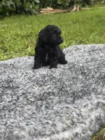 Lucy, a female Poodle - Toy  for sale in Cape Coral, FL – 3 of 6